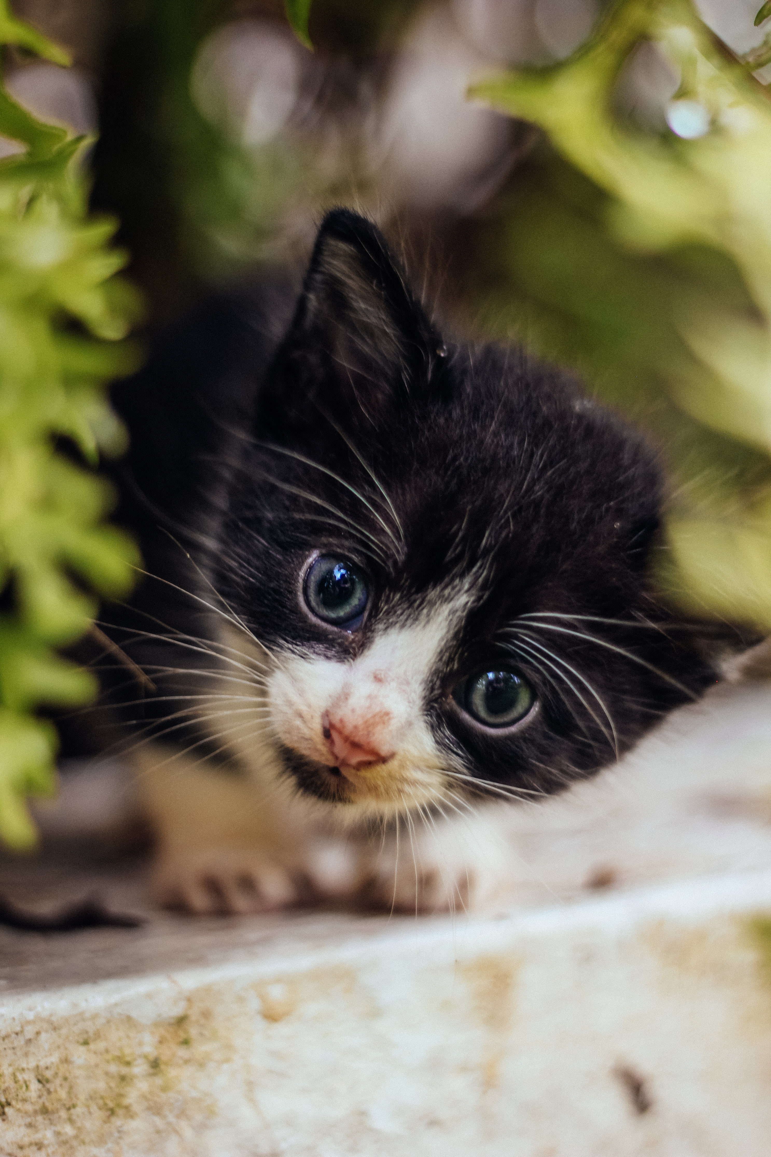 cat-profile